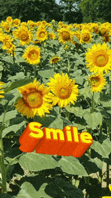 Sunflowers meme gif