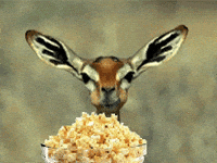 Deer-eating-popcorn GIFs - Get the best GIF on GIPHY