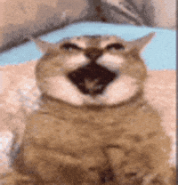 Mei Mei Cat GIF