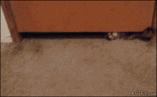 Cat Door GIF