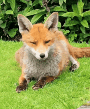 Tired Fox GIF