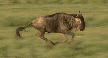 great migrations wildebeest GIF