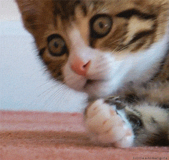 https://media4.giphy.com/media/Nm8ZPAGOwZUQM/giphy.gif?cid=28f76e61p2h7o18f06cdge0iuoyyj84ehj50v5wuk4c4v3m5&rid=giphy.gif