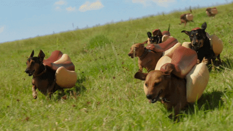 Puppies Running Gif