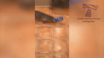 strawberries cat bag on head GIF