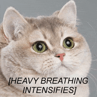 Breathing Heavy GIFs - Find & Share on GIPHY Heavy Breathing Cat Picture