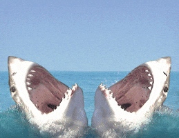 Shark Week Candy GIF by Trolli