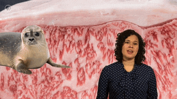Pbs Food Champagne GIF by PBS Digital Studios