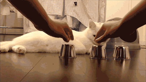 Cat Memory GIF - Find & Share on GIPHY