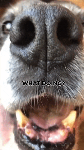 k9storminc hello whats up annoying bugging GIF