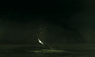 pirates of the caribbean