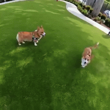 Dog Park Corgi GIF