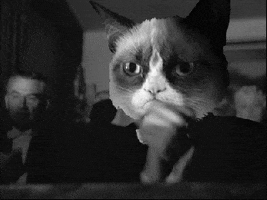 unimpressed grumpy cat GIF