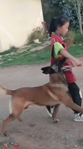 Malinois GIF