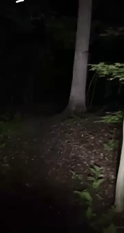 Evil Forest GIF