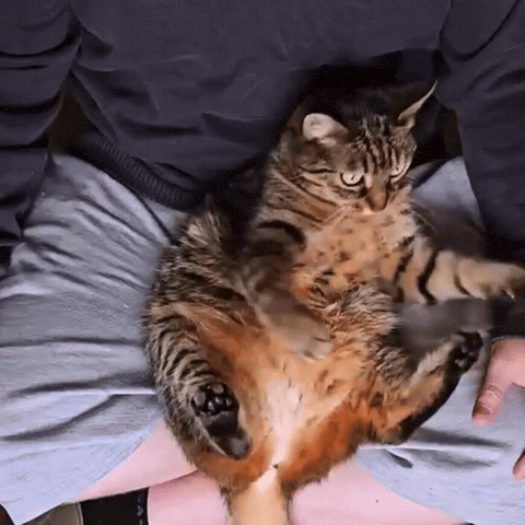 Cat Smh GIF