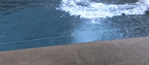 polar bear swimming GIF