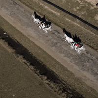 Horse Racing Transport GIF