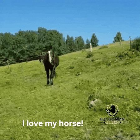 Horse GIF by Equestrian Queen