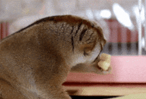Hungry Slow Loris GIF