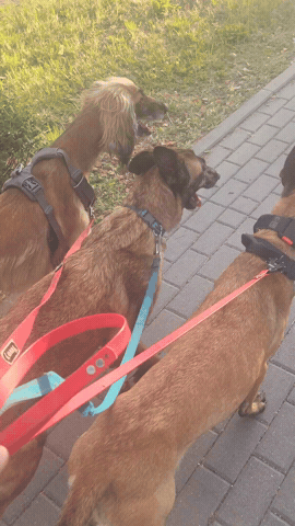 Whippet Malinois GIF