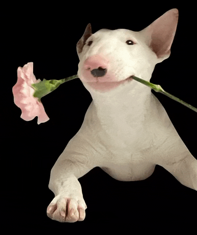 Dog Flower GIF by Kate