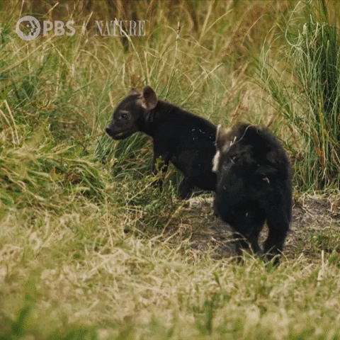 Baby Animals Love GIF by Nature on PBS