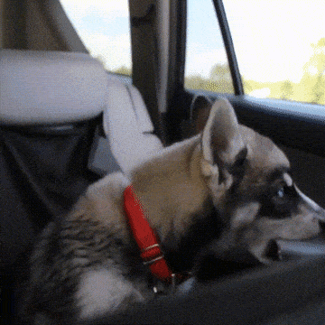 backseat