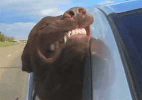 Video gif. A chocolate lab lets the wind undulate his jowls and expand his nostrils as he hangs his head out of a car window in unbridled joy.