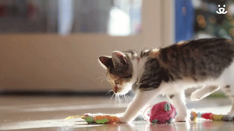 cat eating mouse gif