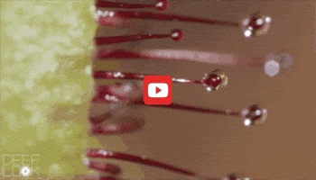 GIF by KQEDScience