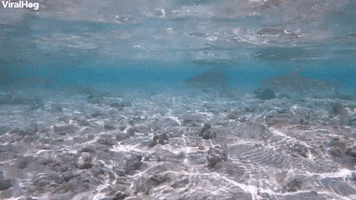 Sharks Swim In Shallow Water GIF by ViralHog