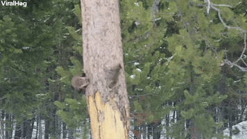 Pine Marten Chases Red Squirrel GIF by ViralHog