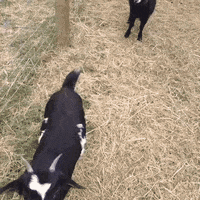 goat falling GIF