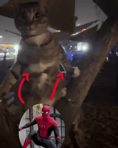 Cat Spiderman GIF by Respective