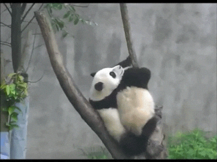 Animal Sex GIFs - Get the best GIF on GIPHY