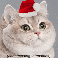 funny animal christmas