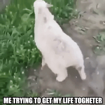 My Life Meme GIF by TheFactory.video