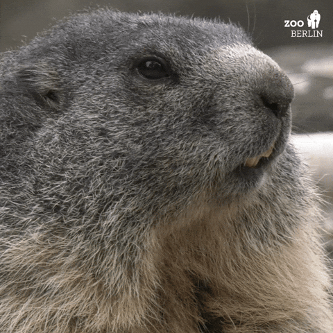 Wildlife gif. A marmot at the Berlin Zoo stares into the distance and twitches its nose. 