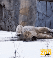 Tired Polar Bear GIF by Brookfield Zoo