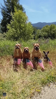Rescue Dogs Sit With American Flags