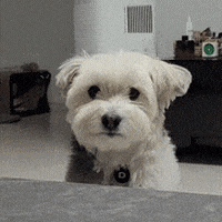 Dogs Wow GIF