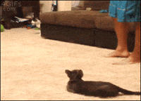Hungry-cat-misjudges-jump GIFs - Get the best GIF on GIPHY
