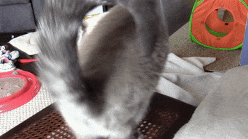 susanwatson  GIF