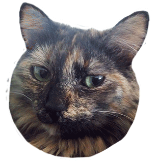 Cat Love Sticker