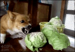 Corned Beef And Cabbage Savage GIF