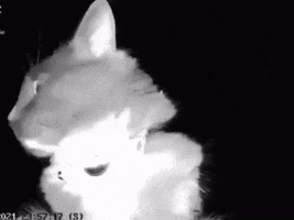 Cats GIF