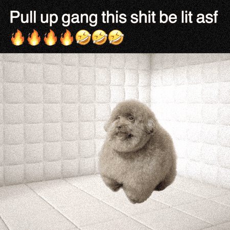 White Room Dog GIF