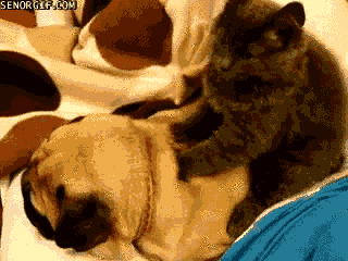 Relaxing Best Of Week GIF - Find & Share on GIPHY