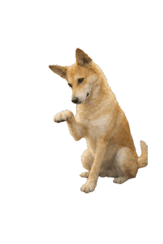 Dog Sticker